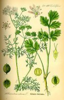 /album/totul-despre-plante/nns-jpeg/