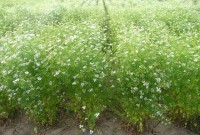 /album/totul-despre-plante/a640x480-1274458728-coriandru-jpg/
