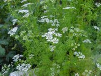/album/totul-despre-plante/image2s-jpeg/