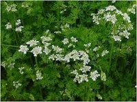 /album/totul-despre-plante/images-jpeg/