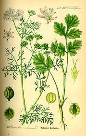 Coriadrum sativum